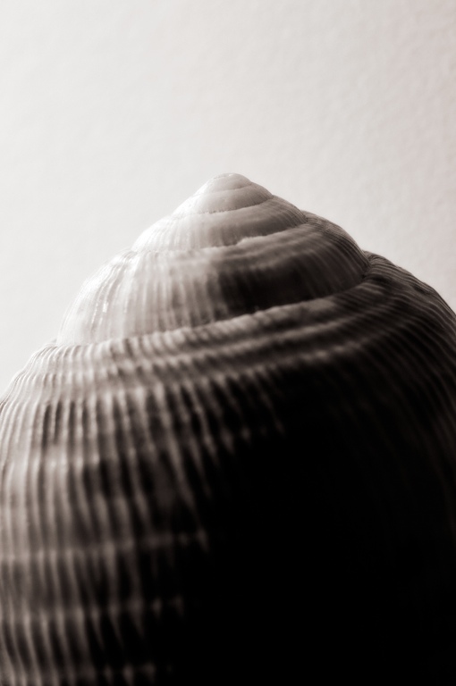 830 - To Scale a Shell