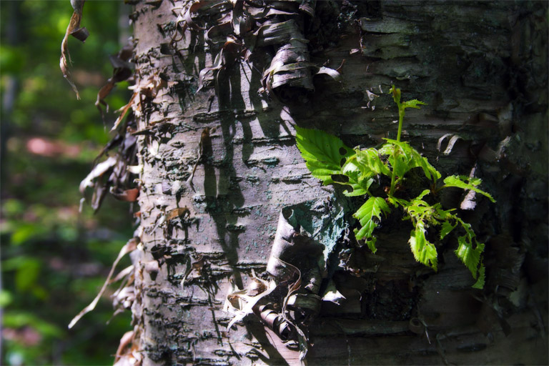 267 - Against All Odds