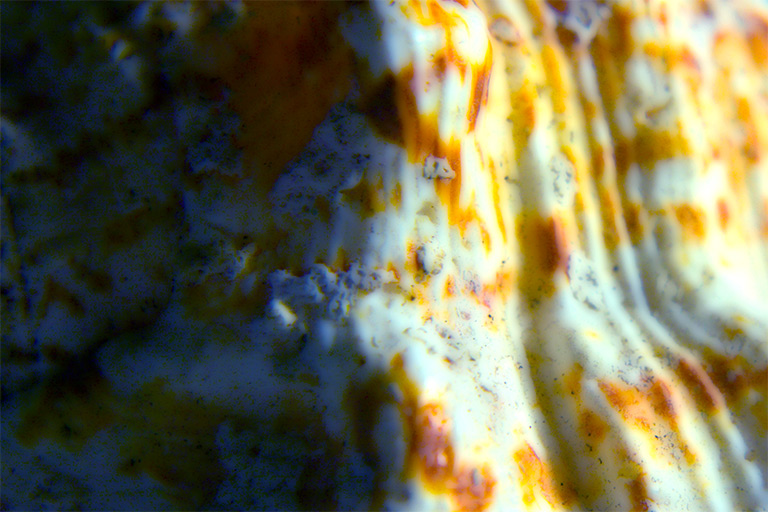 171 - Alien Abstract 1