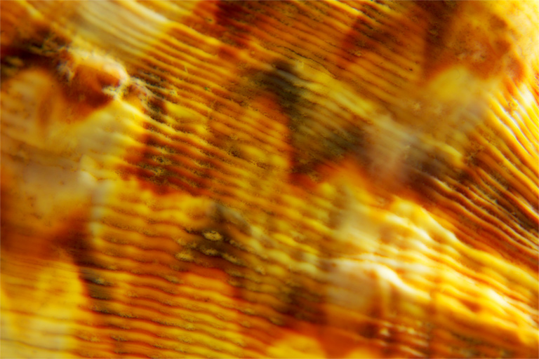 173 - Alien Abstract 3