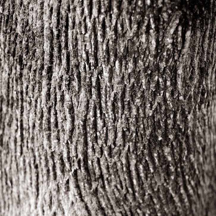 802 - All Bark (no bite)