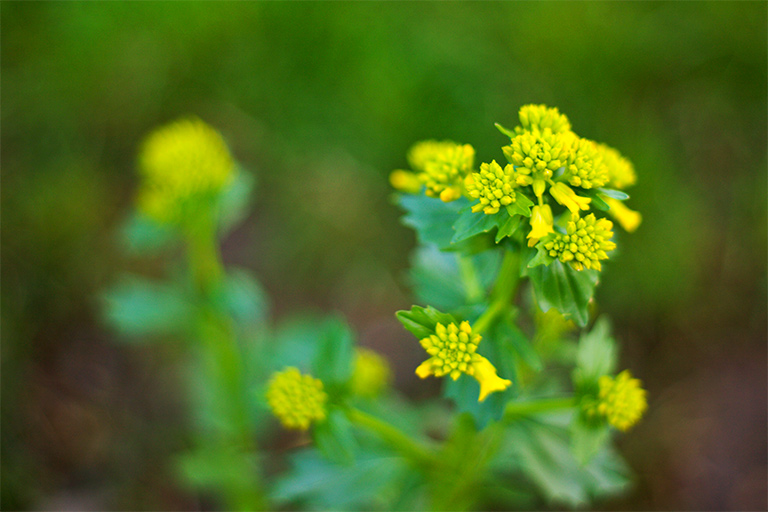 226 - Let the Allergies Begin...