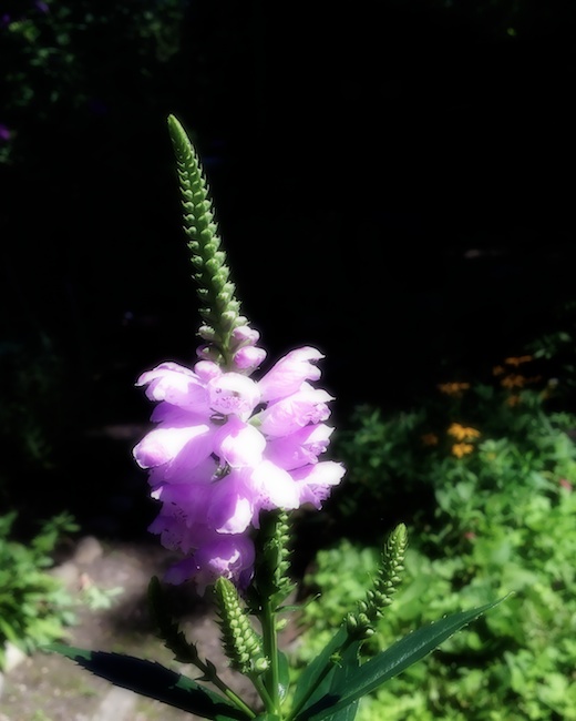 2963 - Back to the Gardens