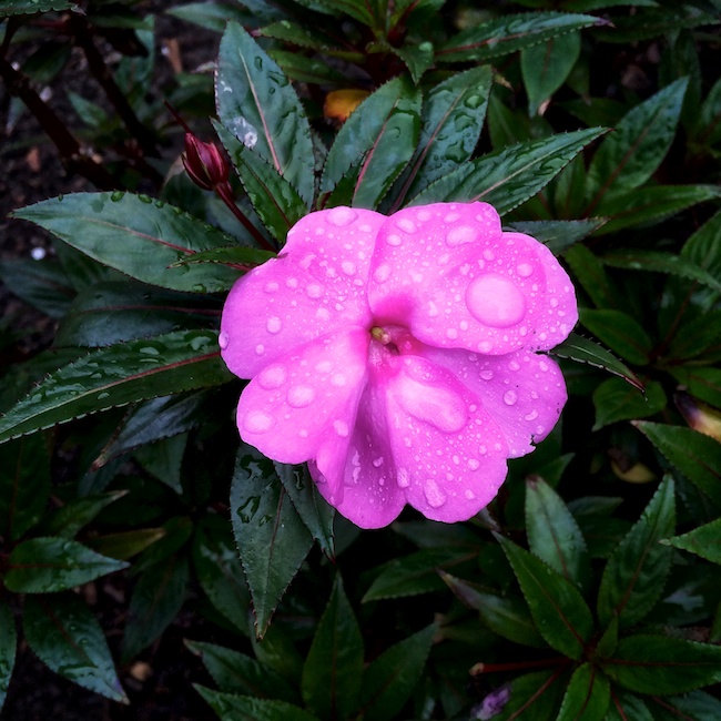 3006 - Obligatory Dewdrops