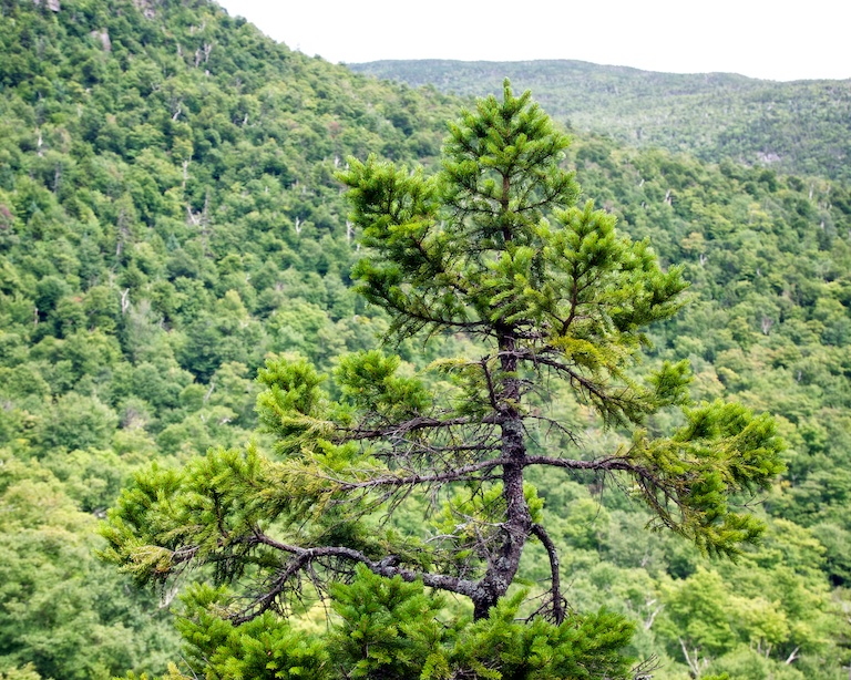 3124 - Balsam Ballet