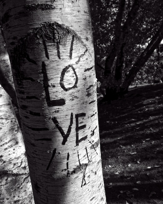 3011 - Birch Bark Love