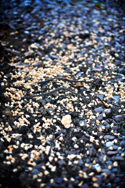 1317 - Birdie Bread Buffet