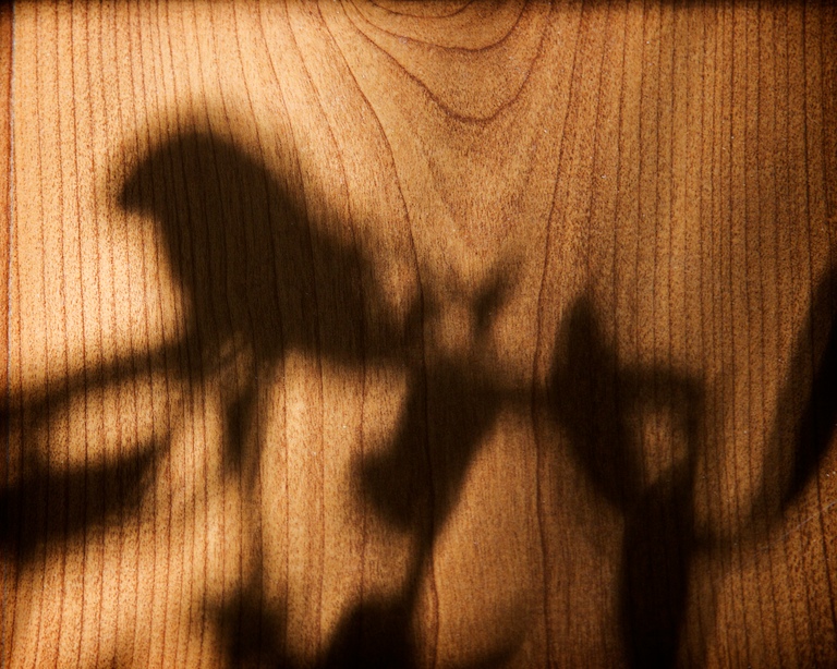 1633 - Bird Shadow