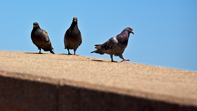 1018 - Birds Mean Business