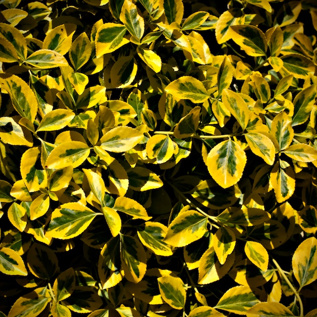 1326 - Brilliance of Spring