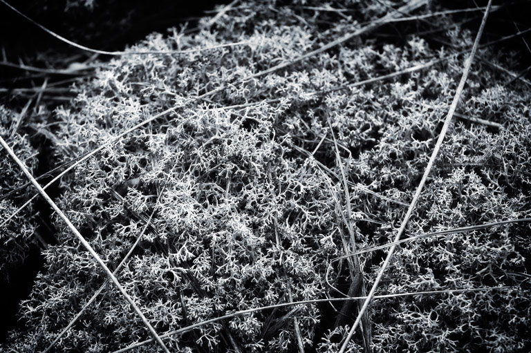 986 - Branched and Broken