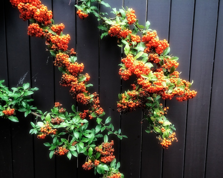 3007 - Bursting With Berries