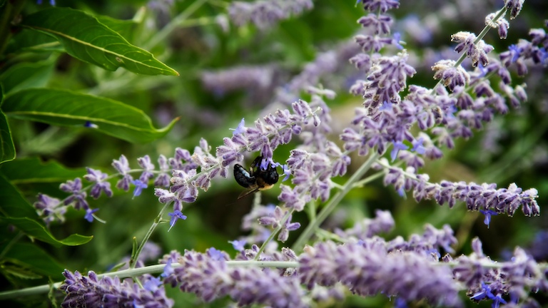 1409 - Buzzing Around