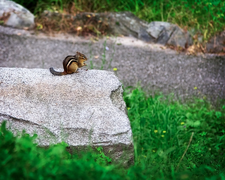 2988 - Chipmunk Lunch