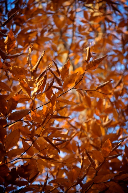 1158 - Color Crinkled, Color Curled