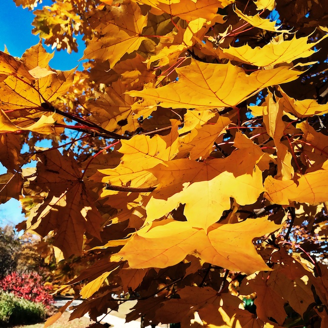 3034 - Close to Fall