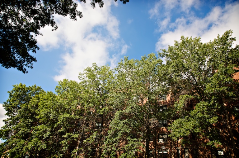 1412 - Curtain of Green