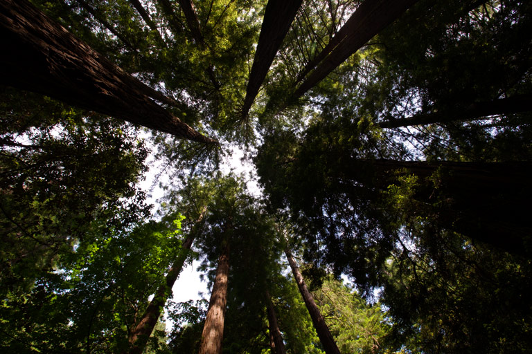 646 - Cathedral Grove