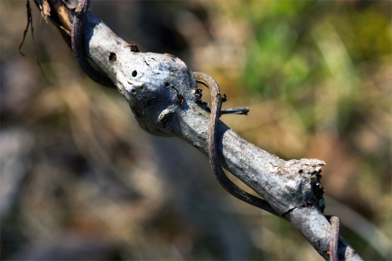 210 - Curled and Burled