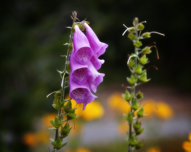 1044 - Deadly Beauty