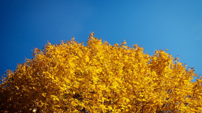 1149 - Different Sun