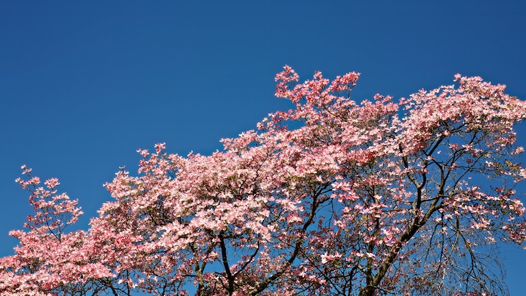 1329 - Dogwood Slope