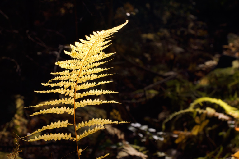 416 - Dancing in the Footlights