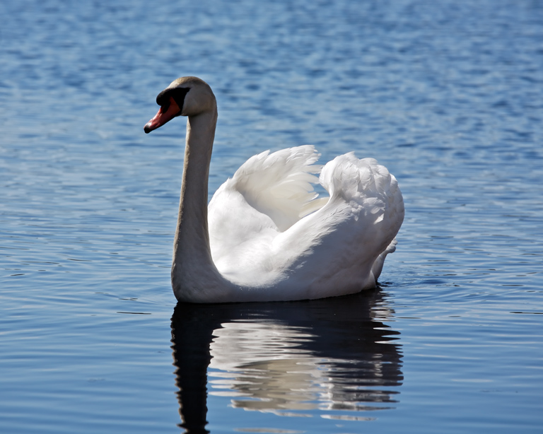922 - Don Swan