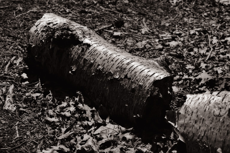 942 - Dried, Downed, and Detached