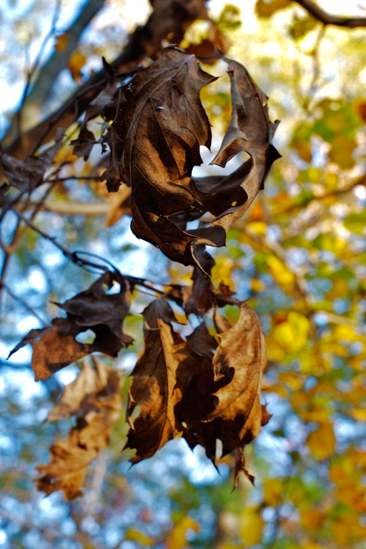 752 - Dried and Folded