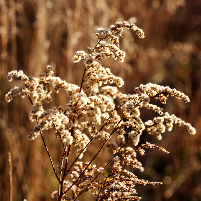 794 - Dried Reminder