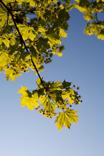 1319 - Distributing Leaflets