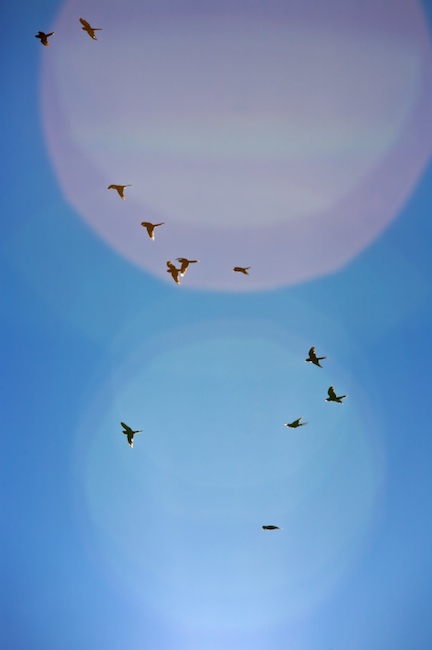 1212 - Dozen Delight