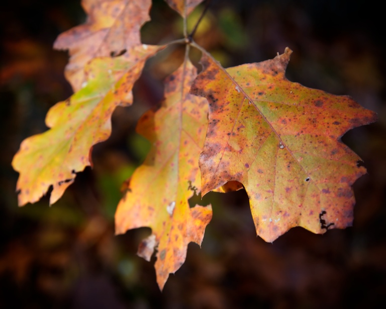 1155 - Fading In, Fading Out