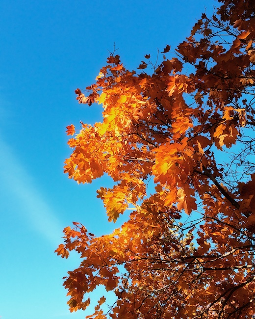 3033 - Foliage Aflame