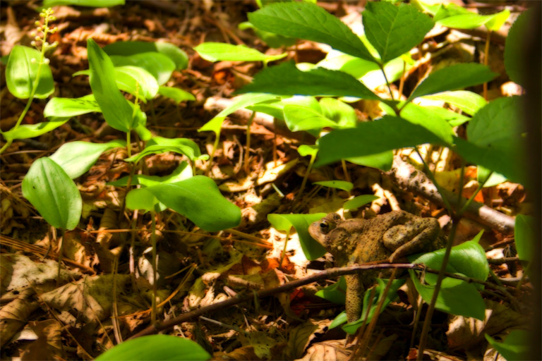 265 - Scouting for Snakes