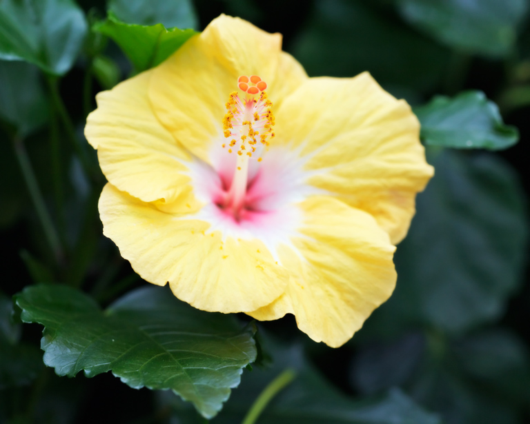 735 - Floral Fountain