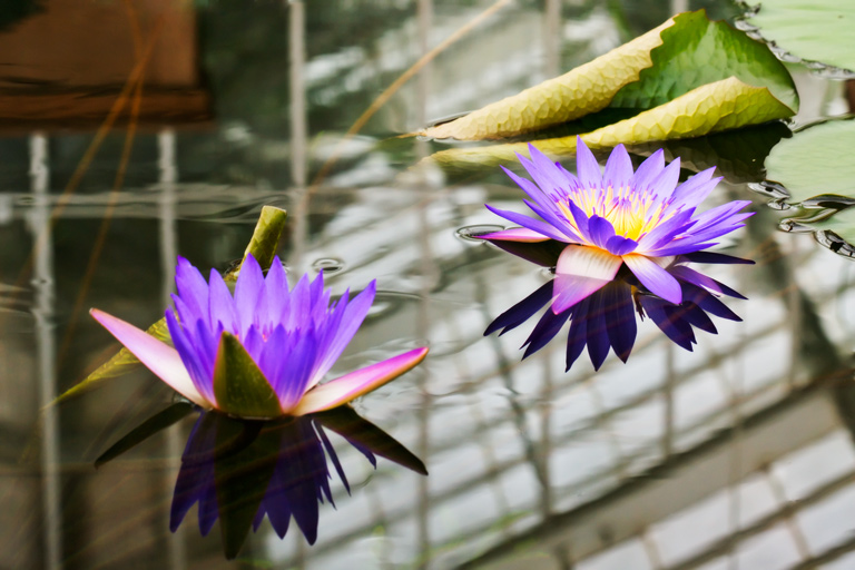 737 - Floating Beauty