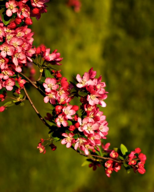 1321 - Floating in Day's Last Rays