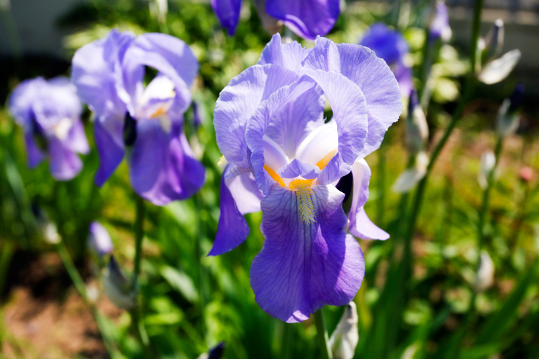 615 - Flowers for Friday