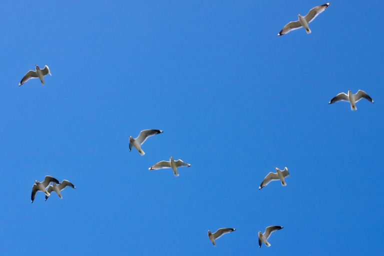 506 - In Free Flight