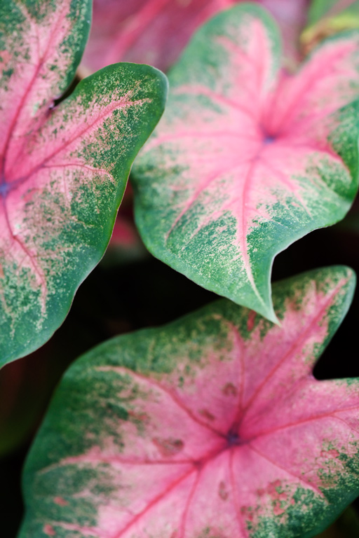 699 - Found Foliage for Friday