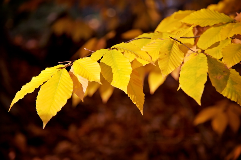 1148 - Finger of Foliage