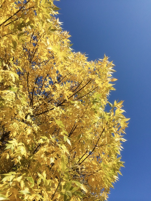 3005 - Fens First Turn