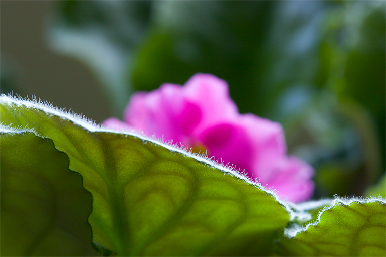 203 - Verdant Fortress