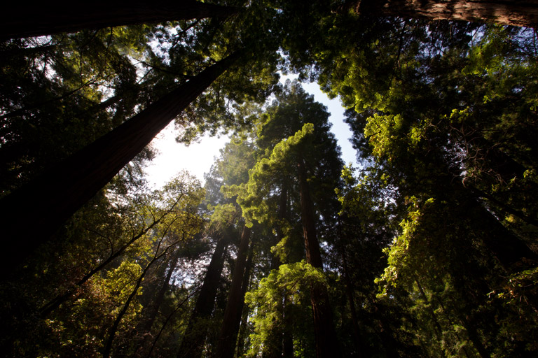 647 - Freedom of the Forest