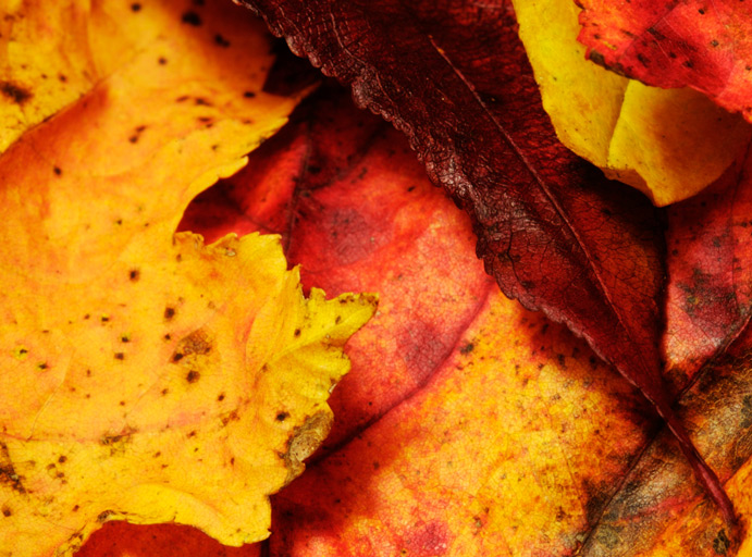 758 - Freshly Fallen (1)