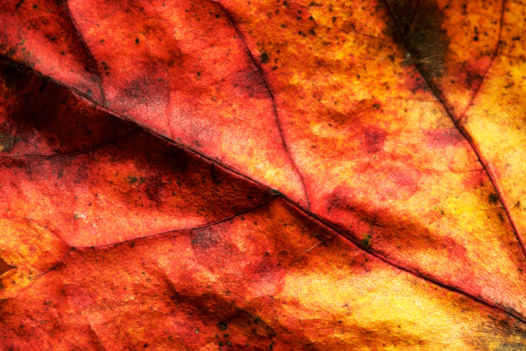 759 - Freshly Fallen (2)