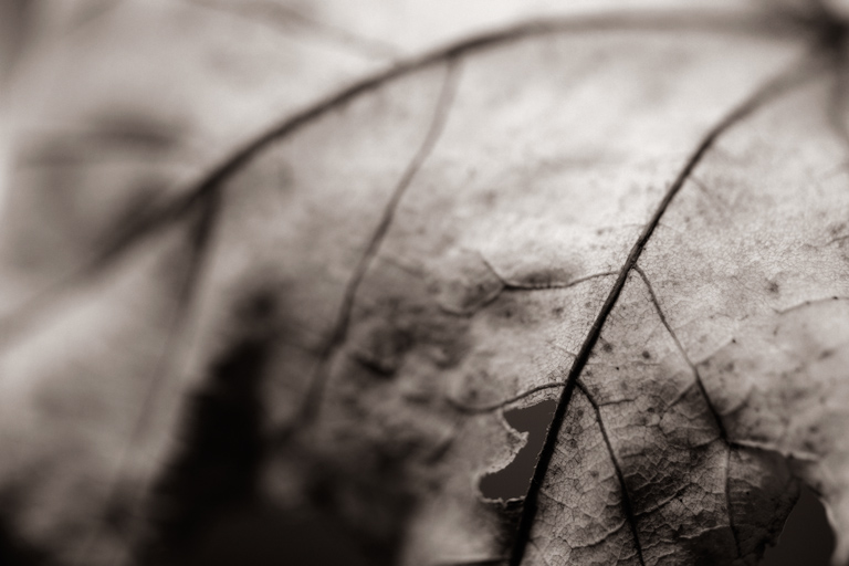 760 - Freshly Fallen (3)