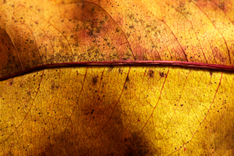 761 - Freshly Fallen (4)